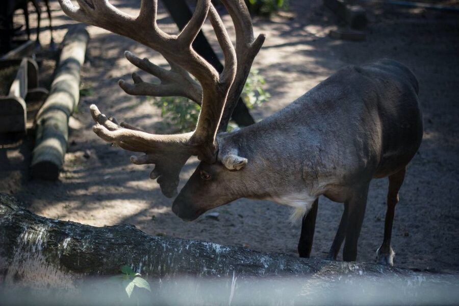 From Rovaniemi: Ranua Arctic Zoo with Entry Ticket - Walking the forest paths at Ranua Wildlife Park