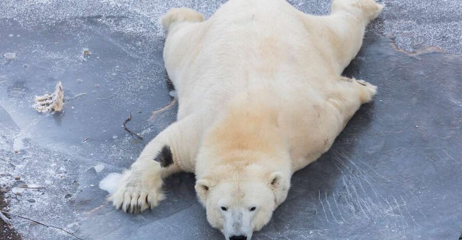 From Rovaniemi: Ranua Wildlife Park Experience - The 80-kilometer road from Rovaniemi to Ranua