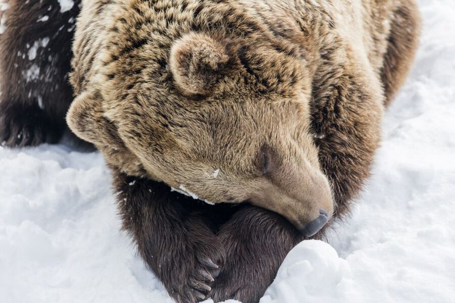 From Rovaniemi: Ranua Wildlife Park Experience - Walking 2.5 kilometers through the Finnish forest