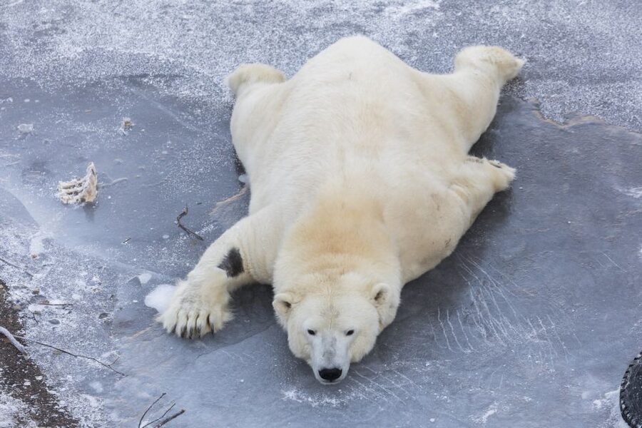 From Rovaniemi: Ranua Wildlife Park Experience - A buffet lunch, with one important booking check