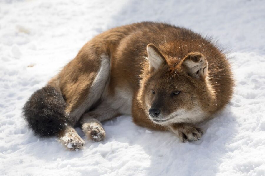 From Rovaniemi: Ranua Wildlife Park Experience - Free time for chocolate, wine, and small gifts