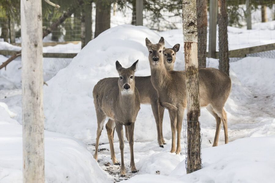 From Rovaniemi: Ranua Wildlife Park Experience - Who should book this Ranua outing?