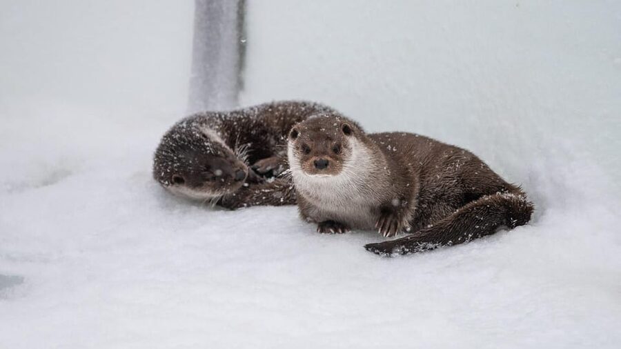 From Rovaniemi: Tour to Ranua Wildlife Park - Key points to know before booking