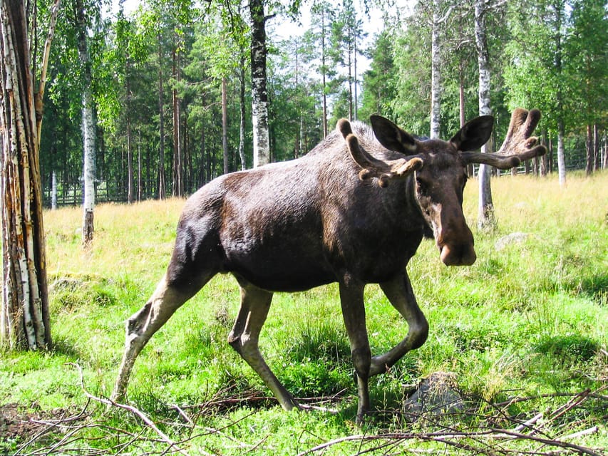 From Rovaniemi: Tour to Ranua Wildlife Park - Why Ranua Wildlife Park works as a Rovaniemi day trip