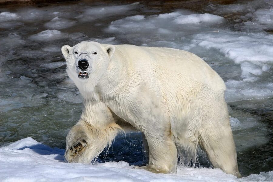 From Rovaniemi: Tour to Ranua Wildlife Park - Walking the snowy forest paths