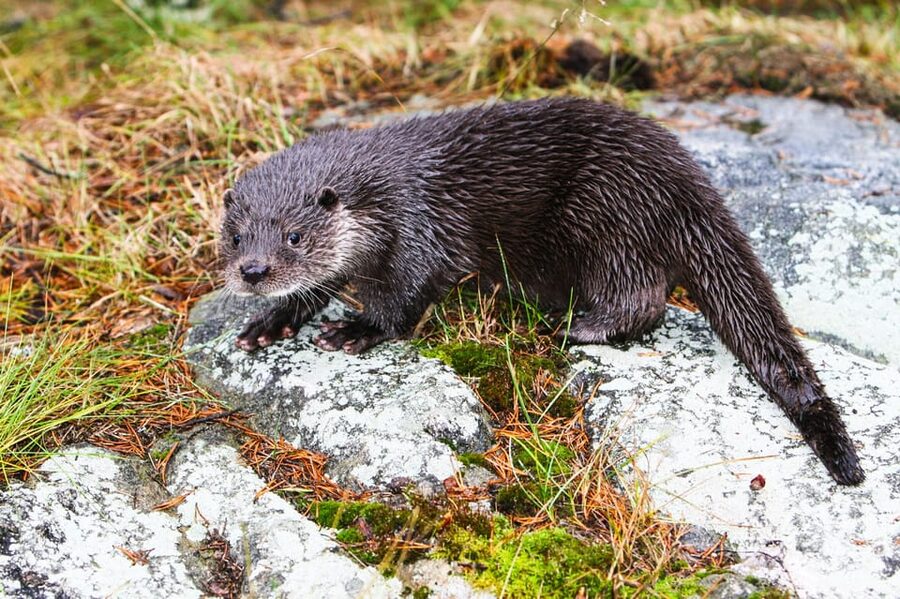 From Rovaniemi: Tour to Ranua Wildlife Park - Time for food and souvenirs
