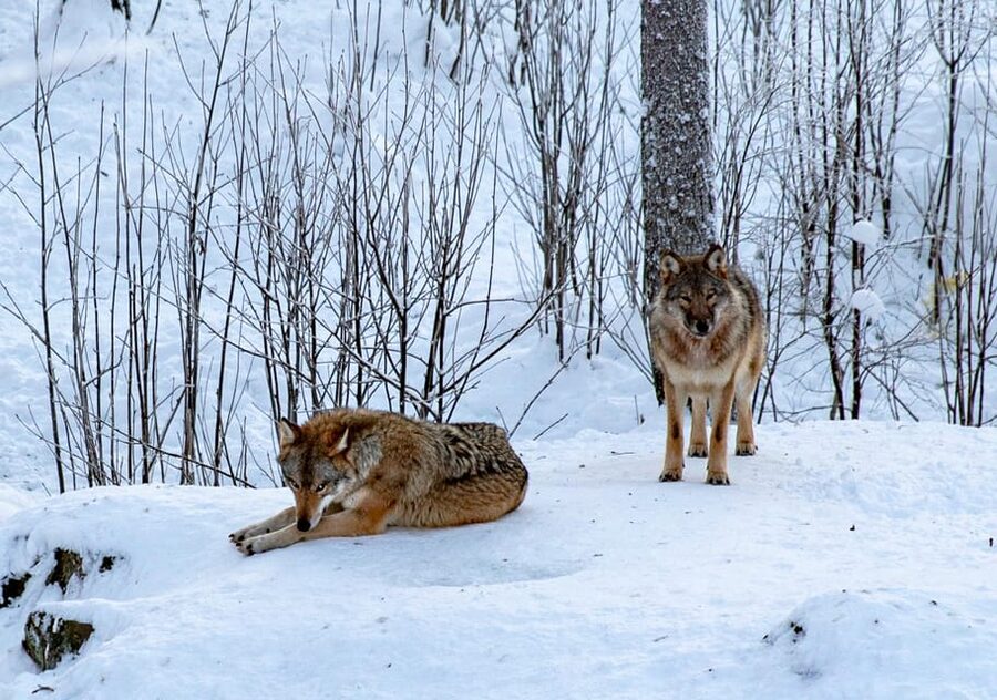 From Rovaniemi: Tour to Ranua Wildlife Park - The minibus ride from Rovaniemi