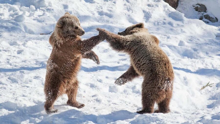 From Rovaniemi: Visit Wildlife Park in Ranua - Walking through the snowy forest