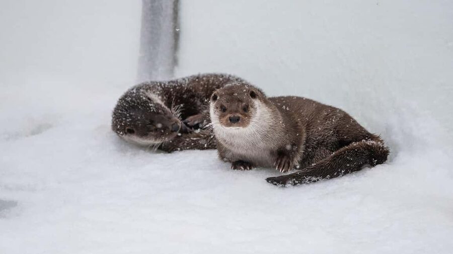 From Rovaniemi: Visit Wildlife Park in Ranua - What the guide adds to the visit