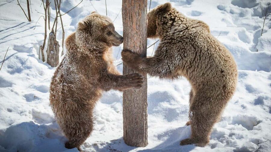 From Rovaniemi: Visit Wildlife Park in Ranua - Practical booking details that affect your day