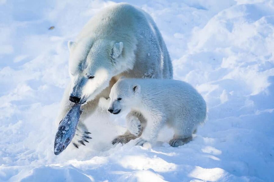 From Rovaniemi: Visit Wildlife Park in Ranua - The minibus ride from Rovaniemi