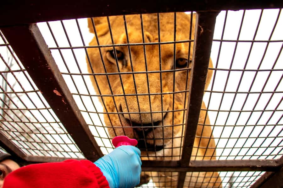 From Santiago: Safari Park, a wild experience - Key points to know before booking