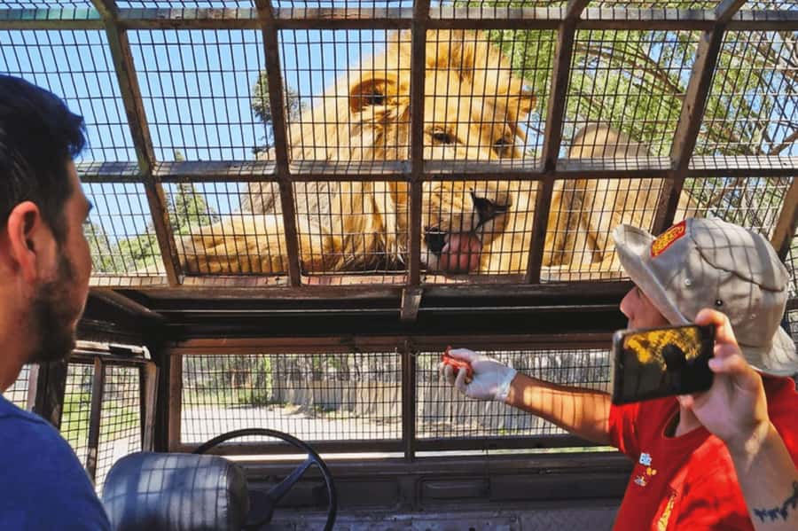 From Santiago: Safari Park, a wild experience - Three safaris, three very different moods