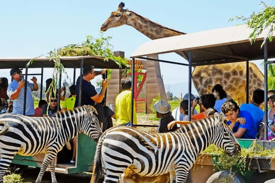 From Santiago: Safari Park, a wild experience - Meeting lions up close, with limits