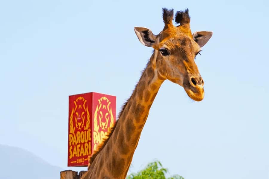 From Santiago: Safari Park, a wild experience - Rehabilitation work adds a serious side