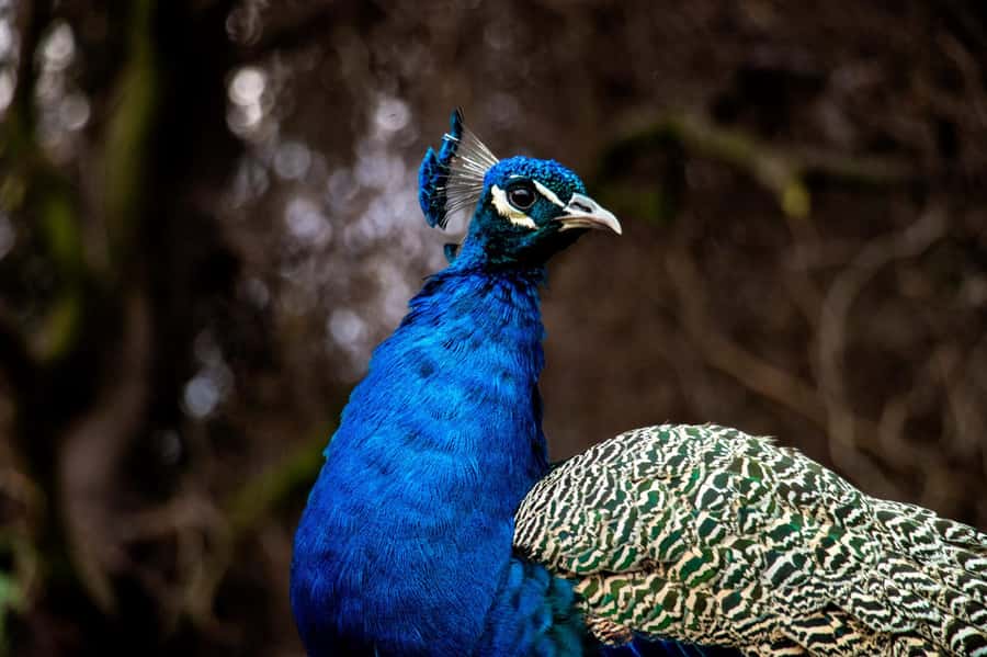 From Santiago: Safari Park, a wild experience - Guides can make or break the day
