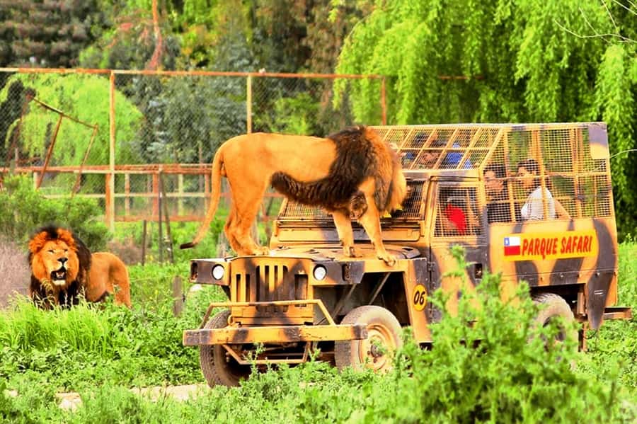 From Santiago: Safari Park, a wild experience - Who will enjoy this most?