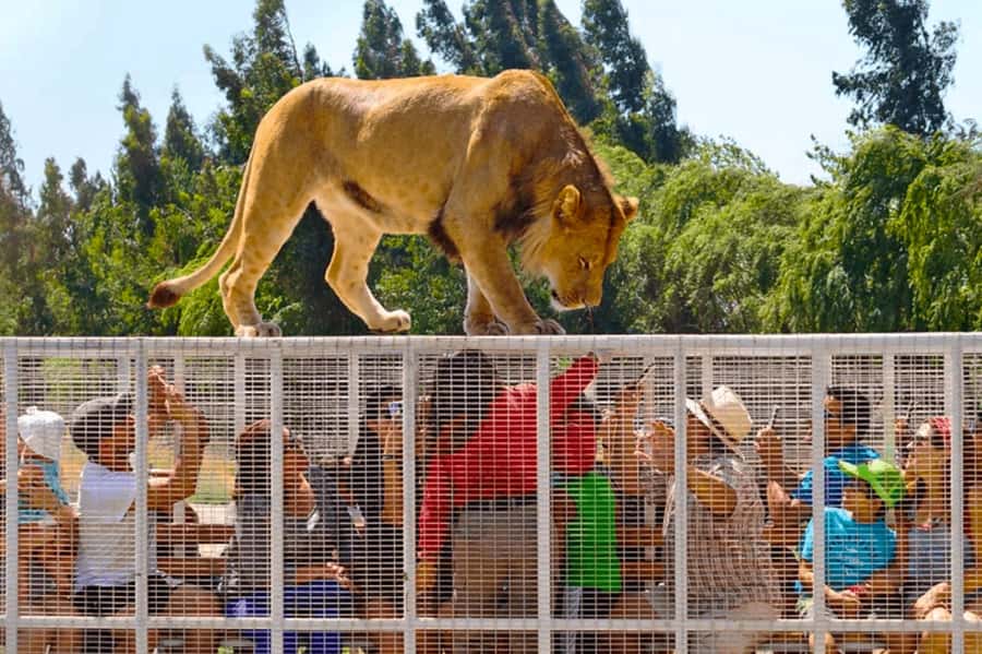 From Santiago: Safari Park, a wild experience - A Chilean breakfast starts the morning