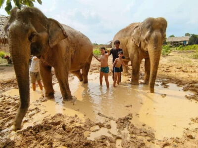 Siem Reap: Elephant Sanctuary Experience with Transfers