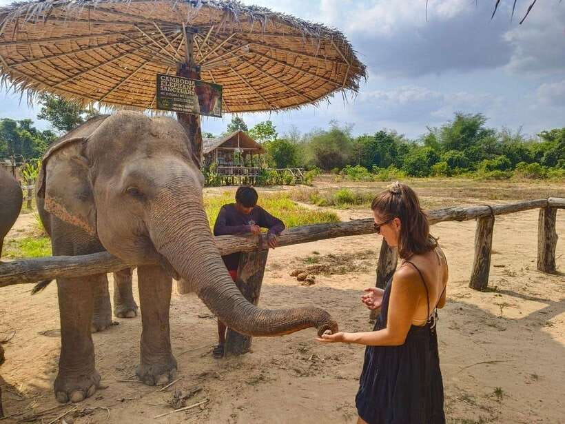From Siem Reap: Elephant Sanctuary Experience with Transfers - Walking through the forest and watching natural behavior
