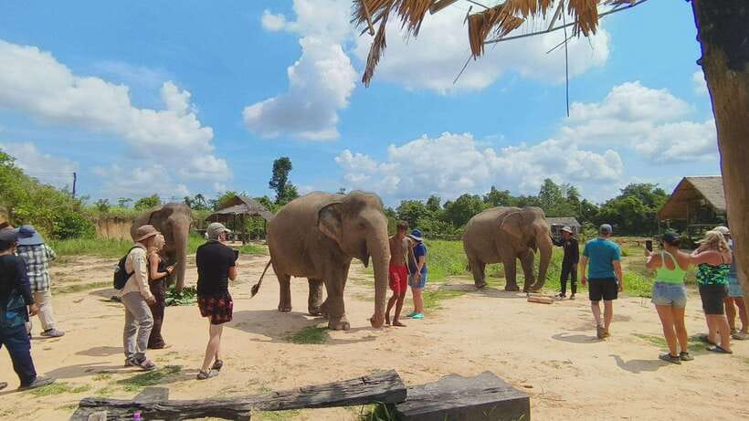 From Siem Reap: Elephant Sanctuary Experience with Transfers - Is $69 a fair price?
