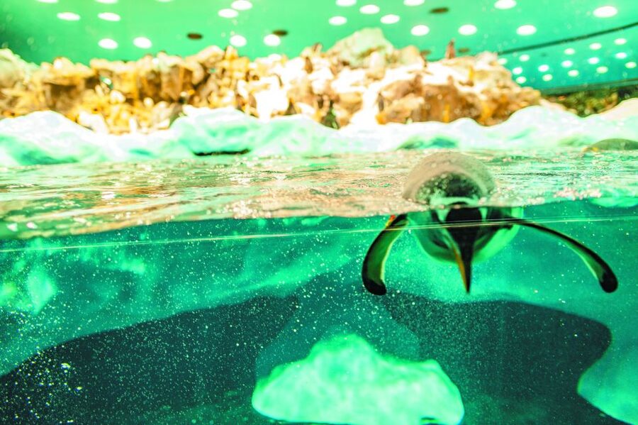 From South Tenerife: Loro Park Zoo Ticket & Hotel Transfers - From south Tenerife to Puerto de la Cruz