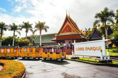 South Tenerife: Loro Park Zoo Ticket & Hotel Transfers
