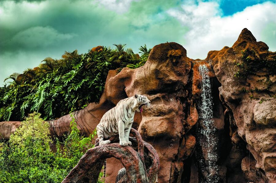 From South Tenerife: Loro Park Zoo Ticket & Hotel Transfers - Orca Ocean, dolphins, sea lions, and parrots