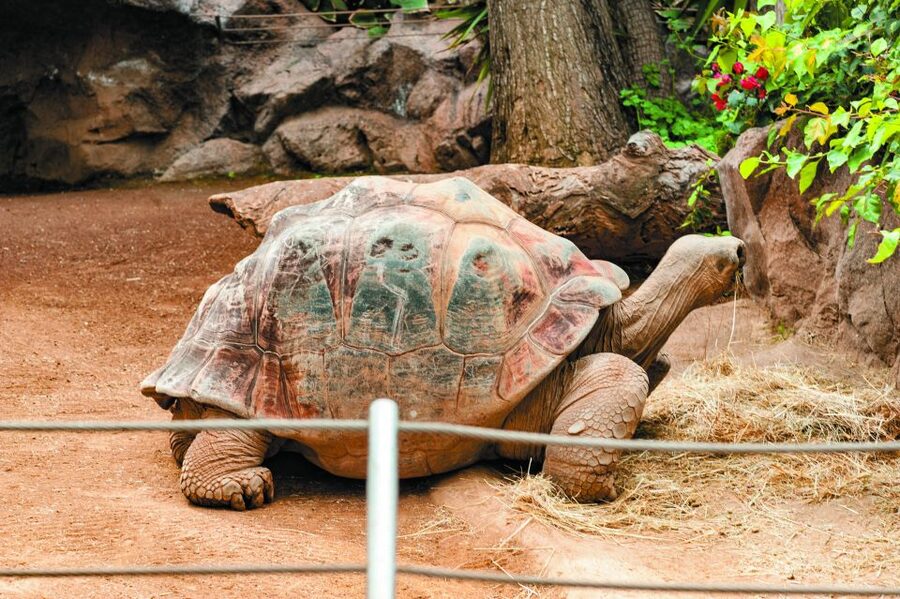 From South Tenerife: Loro Park Zoo Ticket & Hotel Transfers - Katandra TreeTops and the bird collection