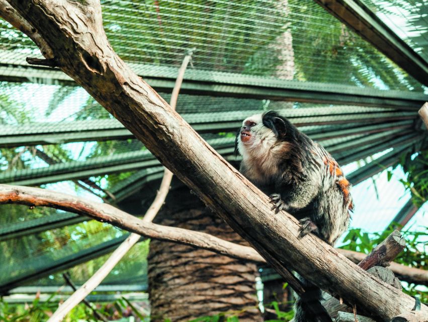 From South Tenerife: Loro Park Zoo Ticket & Hotel Transfers - Is $75 good value?