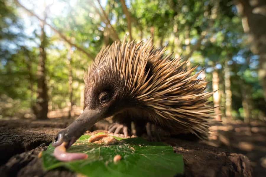 From Sunshine Coast: Australia Zoo Entry Ticket and Transfer - A full day from Sunshine Coast to Australia Zoo
