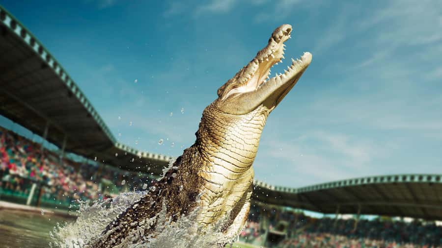 From Sunshine Coast: Australia Zoo Entry Ticket and Transfer - Hotel pickup makes the journey simple