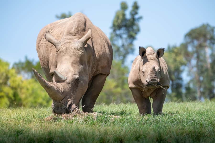 From Sunshine Coast: Australia Zoo Entry Ticket and Transfer - What the long day feels like