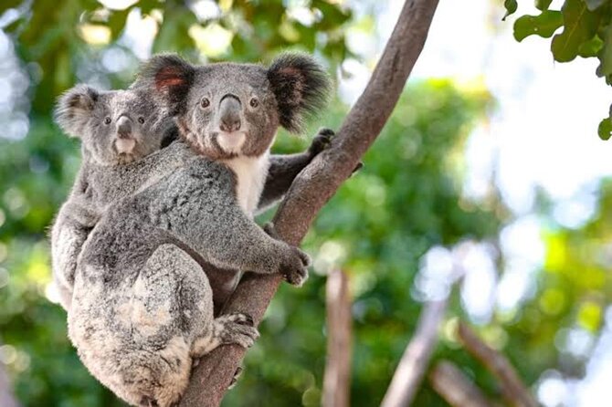 From Sydney: Blue Mountains Private Tour with Wildlife Park - A long private day from Sydney
