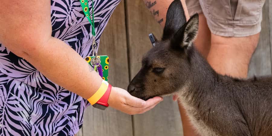 From Sydney: Blue Mountains, Scenic Railway, & Sydney Zoo - Scenic World: three different ways to see the mountains