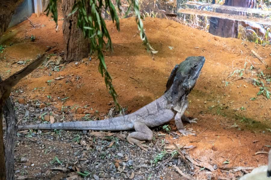From Sydney: Blue Mountains, Scenic Railway, & Sydney Zoo - Guides, group timing, and the real pace of the day