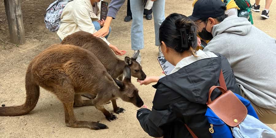 From Sydney: Blue Mountains, Sydney Zoo & Walking Tour - A full day from Sydney to the Blue Mountains