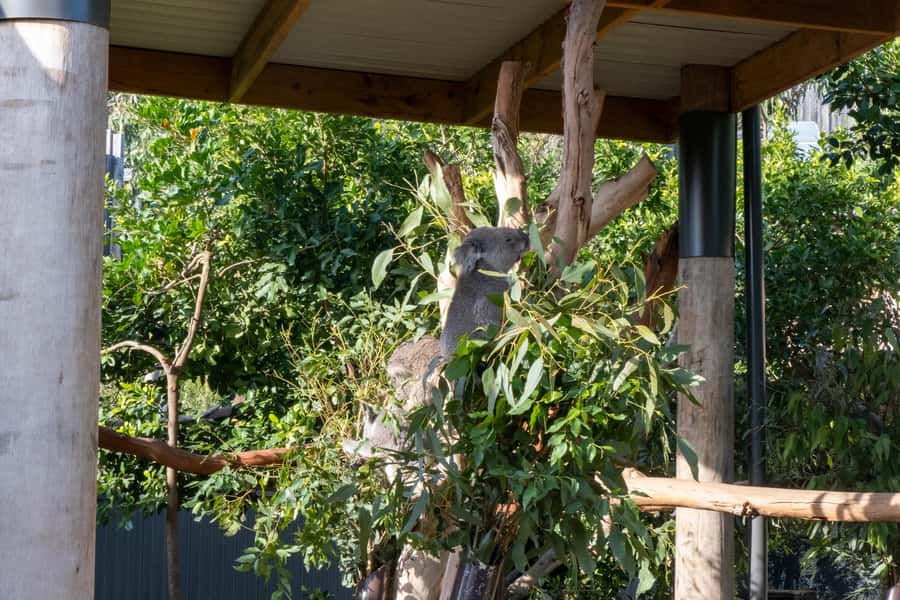 From Sydney: Blue Mountains, Sydney Zoo & Walking Tour - Ending at Homebush Bay and Sydney Olympic Park