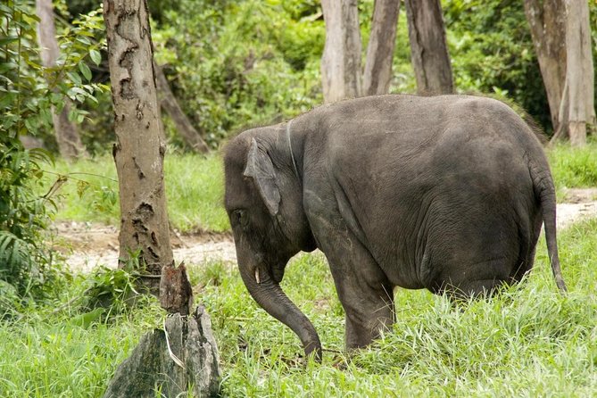 Full Day Elephant Sanctuary Tour with a Free Batu Caves Visit - From Kuala Lumpur to two very different Malaysian sights