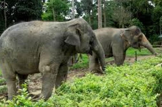 Full Day Elephant Sanctuary Tour with lunch Local food - The road from Kuala Lumpur to Kuala Gandah