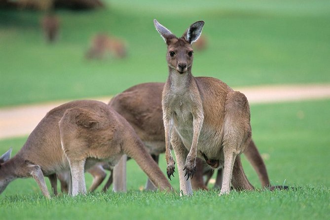Full-Day Perth, Fremantle, Swan Valley & Wildlife Park - Key points to know before booking
