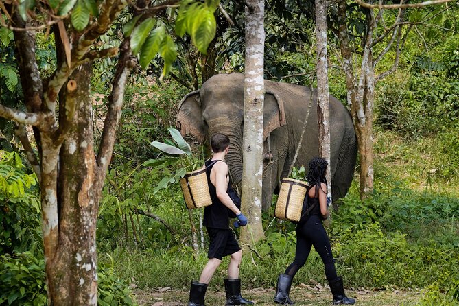 Full-Day Phuket Elephant Sanctuary Tour with Lunch and Dinner - Key points to know before booking