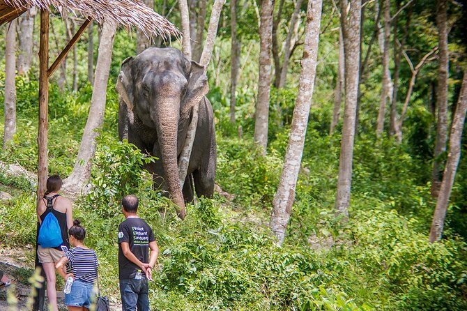Full-Day Phuket Elephant Sanctuary Tour with Lunch and Dinner - Preparing food, then feeding the elephants