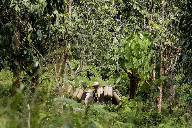 Full-Day Phuket Elephant Sanctuary Tour with Lunch and Dinner - Group size, heat, and the pace of the day