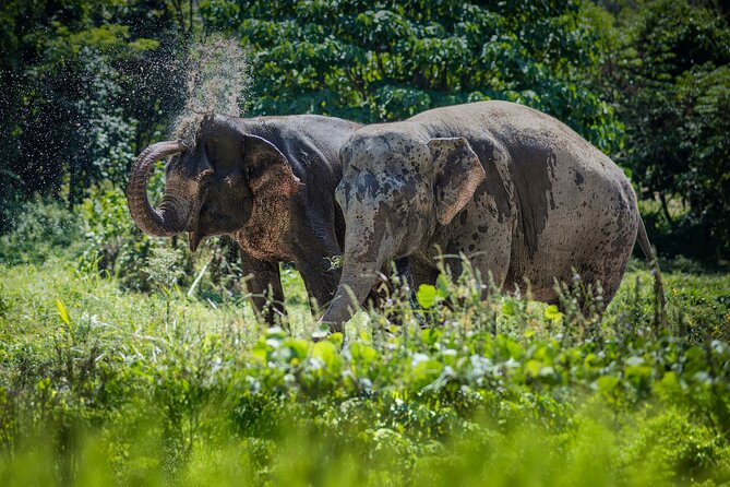 Full-Day Phuket Elephant Sanctuary Tour with Lunch and Dinner - Starting at 9:30 am with the elephant story