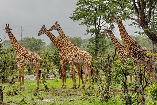 Full-Day Safari to Tala Game Reserve, Phezulu Safari Park and Natal from Durban - Five things to know before booking