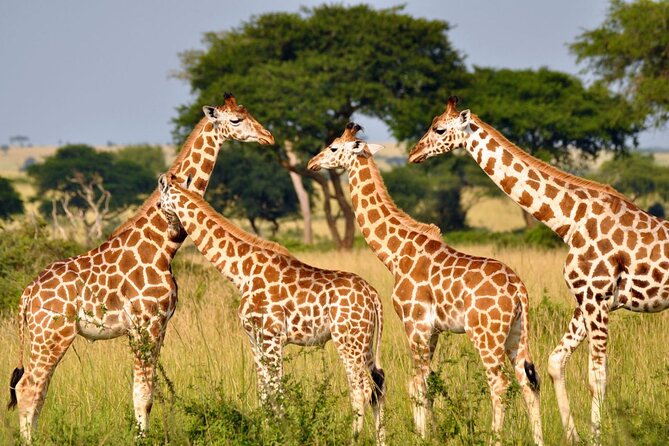 Full-Day Safari to Tala Game Reserve, Phezulu Safari Park and Natal from Durban - A long KwaZulu-Natal day from Durban