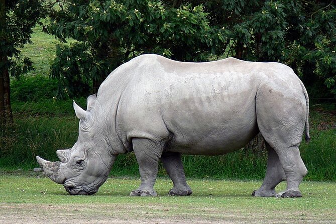 Full-Day Safari to Tala Game Reserve, Phezulu Safari Park and Natal from Durban - What the $204.53 price really covers