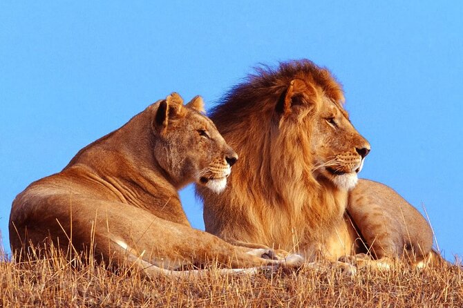 Full-Day Safari to Tala Game Reserve, Phezulu Safari Park and Natal from Durban - Who will get the most from this tour