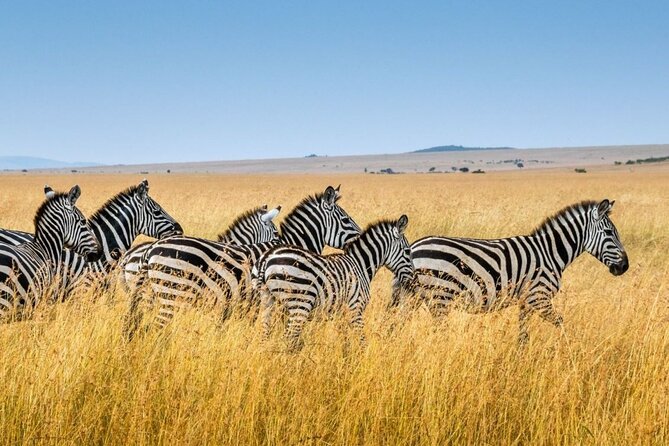 Full-Day Safari to Tala Game Reserve, Phezulu Safari Park and Natal from Durban - Timing, transport, and useful planning notes
